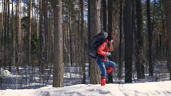 雪徒步旅行者在冬季森林徒步旅行。旅行，徒步旅行，极限运动概念。