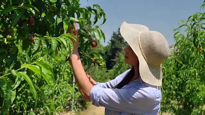 一个戴着草帽的美丽女孩在阳光明媚的日子里看着种植园。概念: 生物产品，天然产品，新鲜，美味，水果，蔬