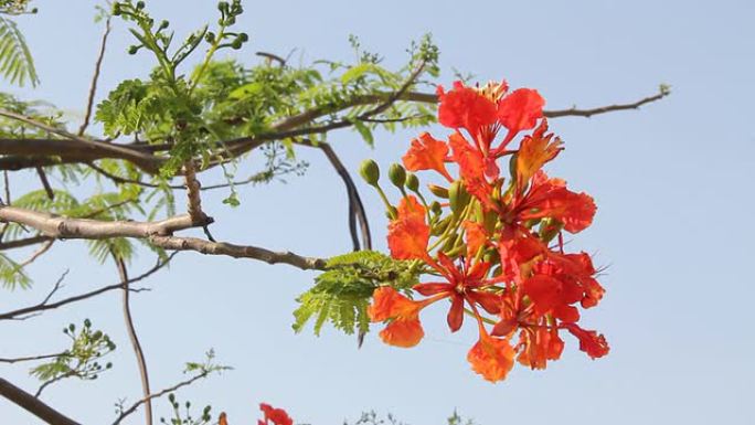 橙色的花朵映衬着蓝色的天空。