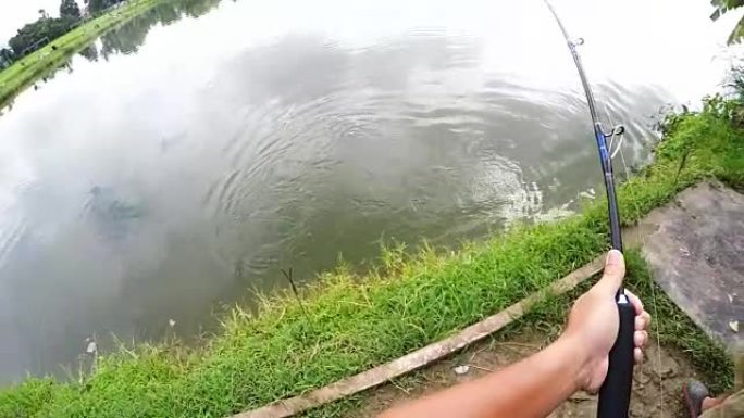 泰国中国迈湖钓鱼巨型鲶鱼。