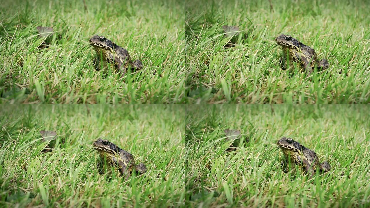 草地上的普通青蛙