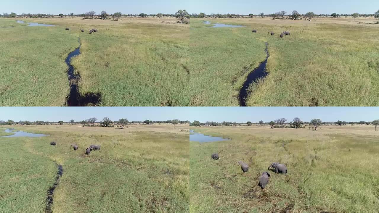 四只大象公牛在漂浮的草原上觅食的高鸟瞰图