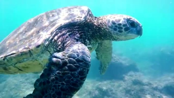 夏威夷绿海龟在水下游泳。