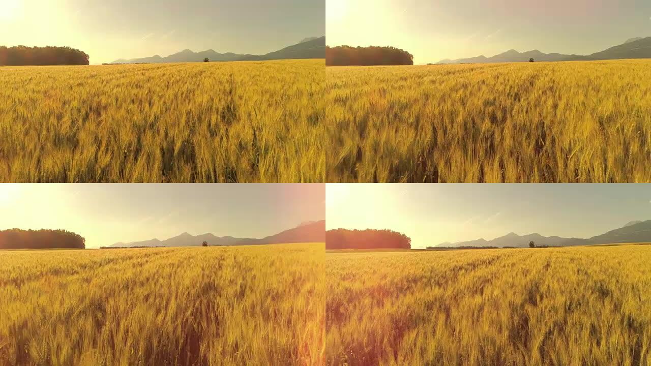 空中，镜头耀斑: 金色麦田在多风的山区乡村摇曳