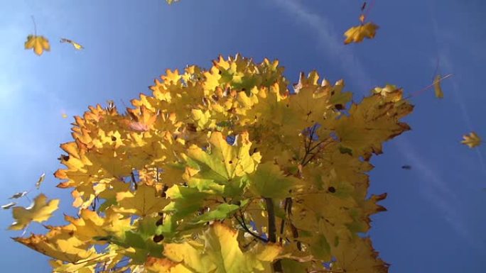 秋天落叶的枫树，特写