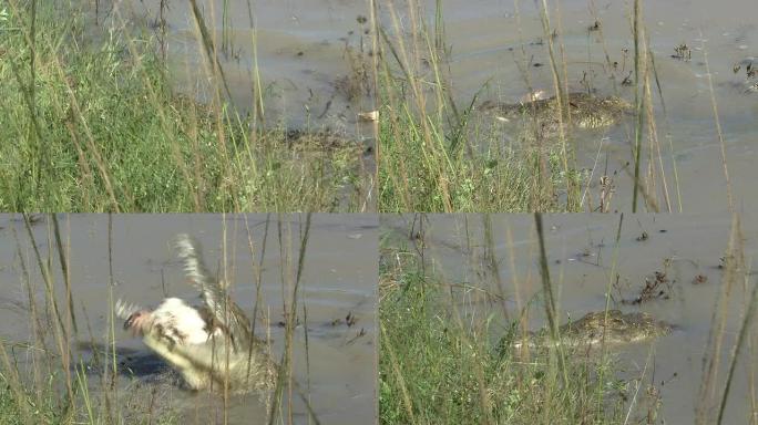 吃鳄鱼鳄鱼觅食