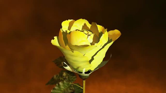 黄玫瑰黄色花朵旋转