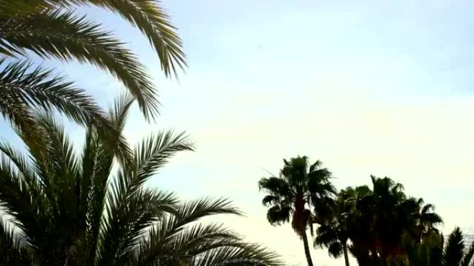 棕榈树在风中摇摆，阳光明媚，天空蔚蓝，背景是海洋。