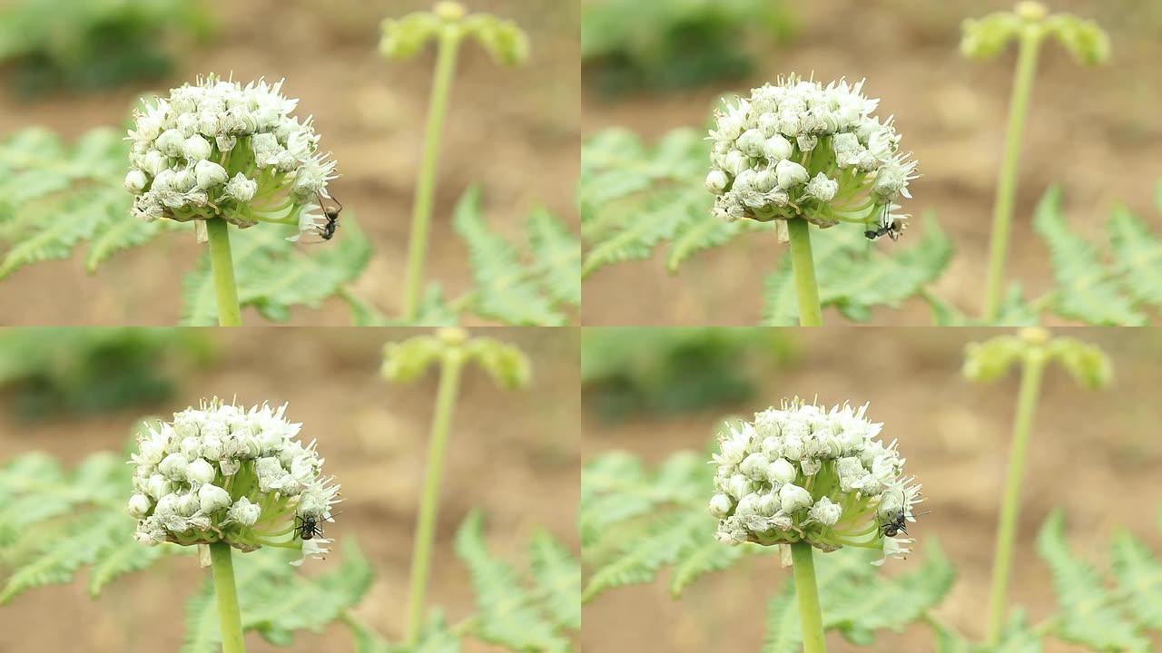 白花上的黑蚂蚁白花上的黑蚂蚁