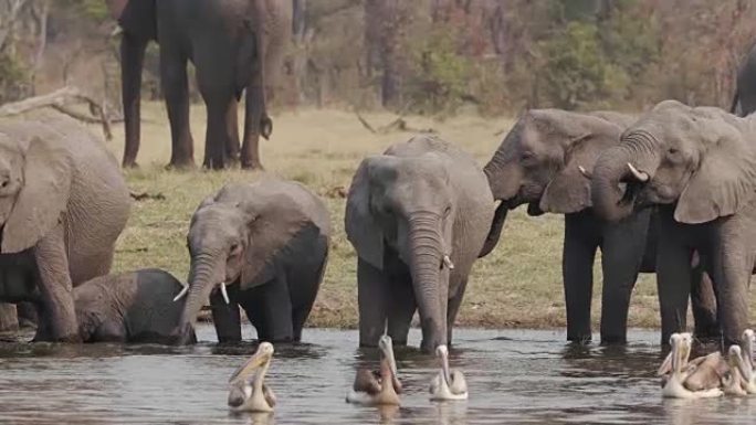 在河里用幼小的小牛繁殖大象群。前景中的鹈鹕。博茨瓦纳奥卡万戈三角洲