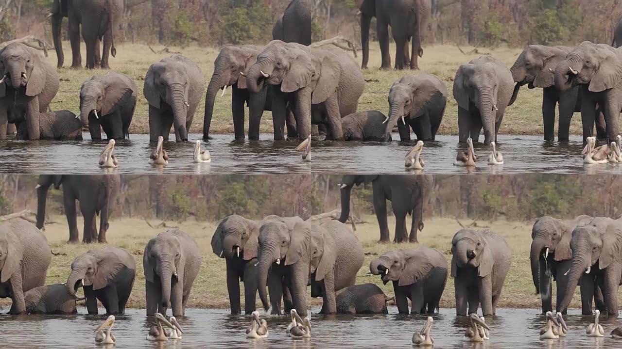 在河里用幼小的小牛繁殖大象群。前景中的鹈鹕。博茨瓦纳奥卡万戈三角洲