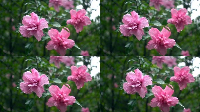 雨中的芙蓉花