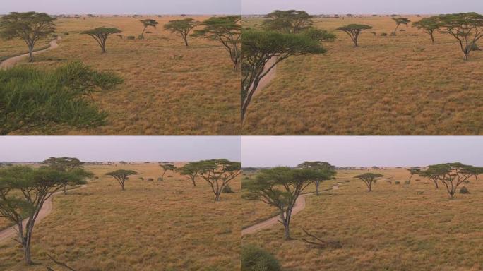 空中: 相思树在日出时在开阔的大草原上广泛分布