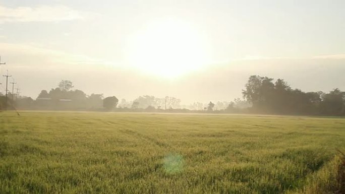 早上的稻田。三农业农田园耕地种植大米水稻