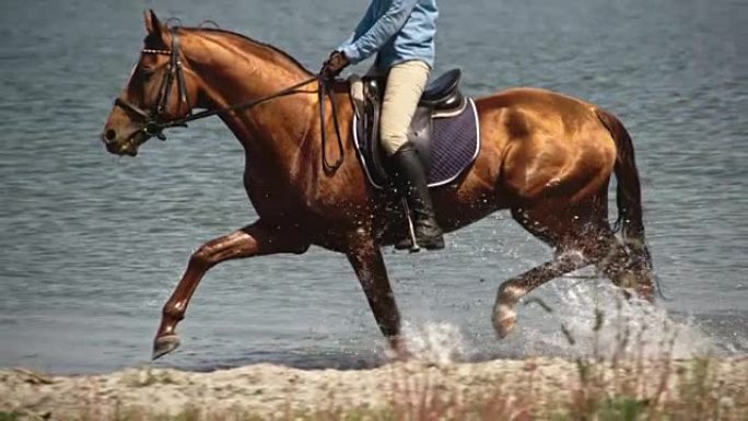 骑在水面上的母马小跑