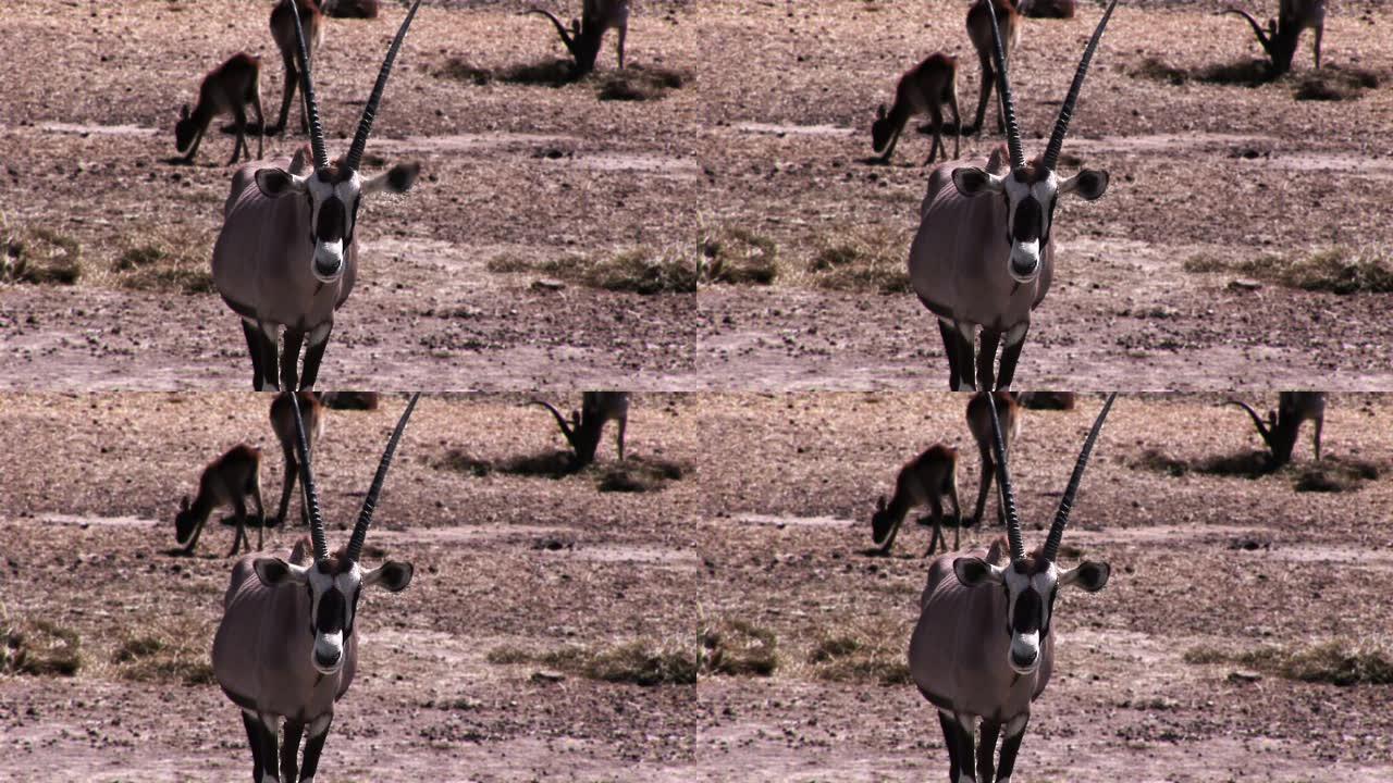电影中的羚羊视频