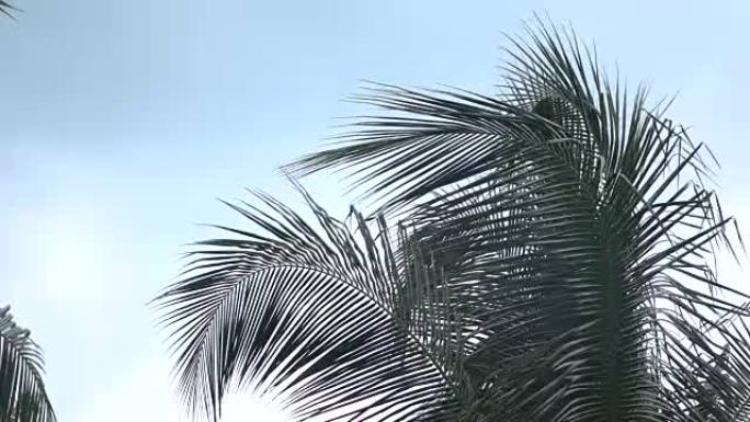 特写: 美丽郁郁葱葱的绿色棕榈树树冠与清澈的蓝色无云的天空