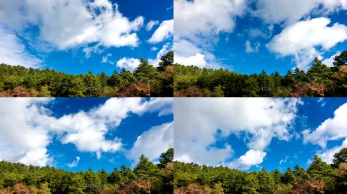 泰国清迈的松林和移动的云蓝天的时间流逝