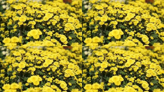 秋天开花的菊花