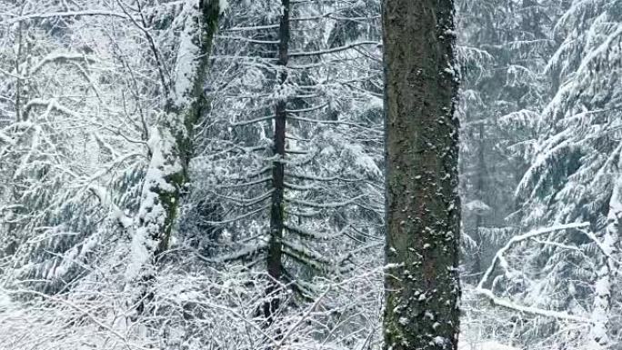穿越美丽的冬季森林，飘雪