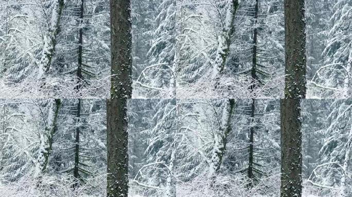 穿越美丽的冬季森林，飘雪