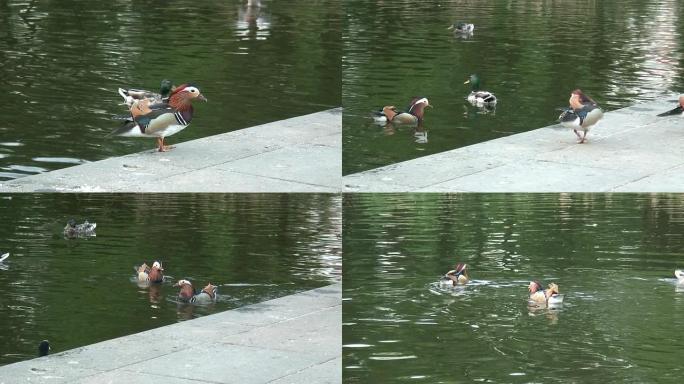 Pharaon鸭子11-高清1080/60i