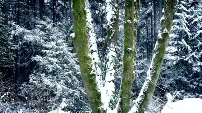 在降雪中穿过长满苔藓的森林树木