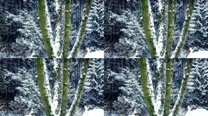 在降雪中穿过长满苔藓的森林树木