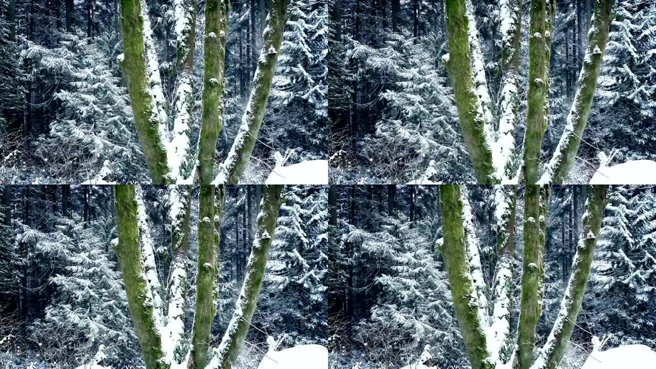 在降雪中穿过长满苔藓的森林树木