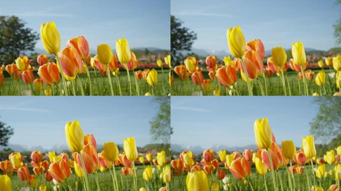 特写: 可爱的五颜六色的红黄郁金香盛开在野生草地上