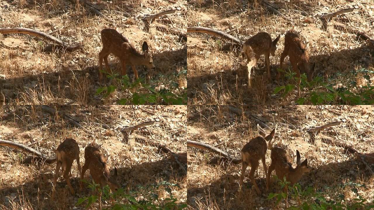 Mule Deer孵化觅食