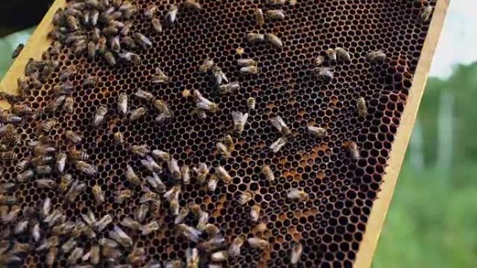 蜜蜂在蜂场的蜂蜜木架中的蜜蜂特写