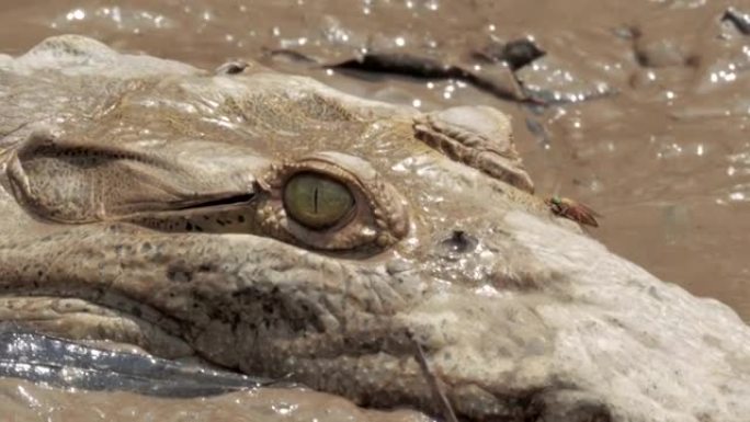 哥斯达黎加河流中的野生鳄鱼。