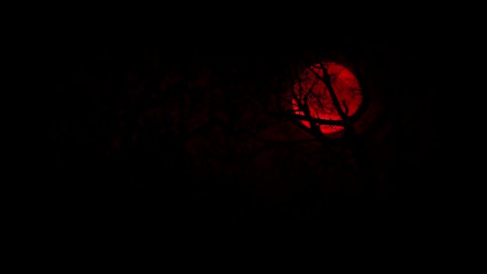 仰望树林中的红月亮