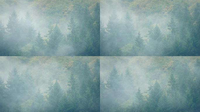 浓雾在森林景观上移动