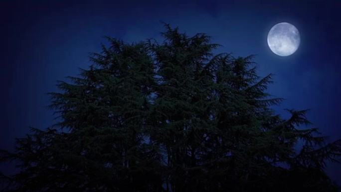 大风之夜有月亮的大树