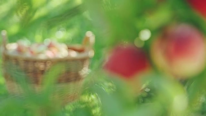 新鲜成熟的桃子挂在树上，收获在篮子里，慢动作