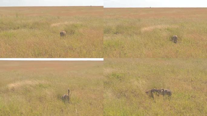 特写: 猎豹在无限的大草原上行走寻找庇护所