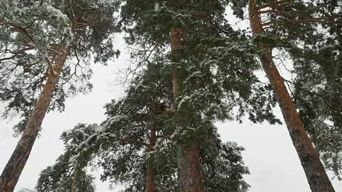 积雪覆盖树木的冬季松树林中降雪。