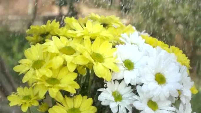 白色和黄色的菊花花在雨中。慢动作镜头
