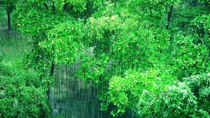 小森林大雨鸟瞰图叶缝大雨普照绿色春天夏日