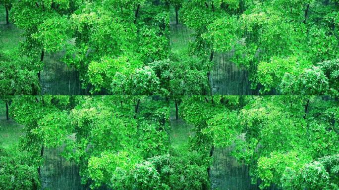 小森林大雨鸟瞰图叶缝大雨普照绿色春天夏日