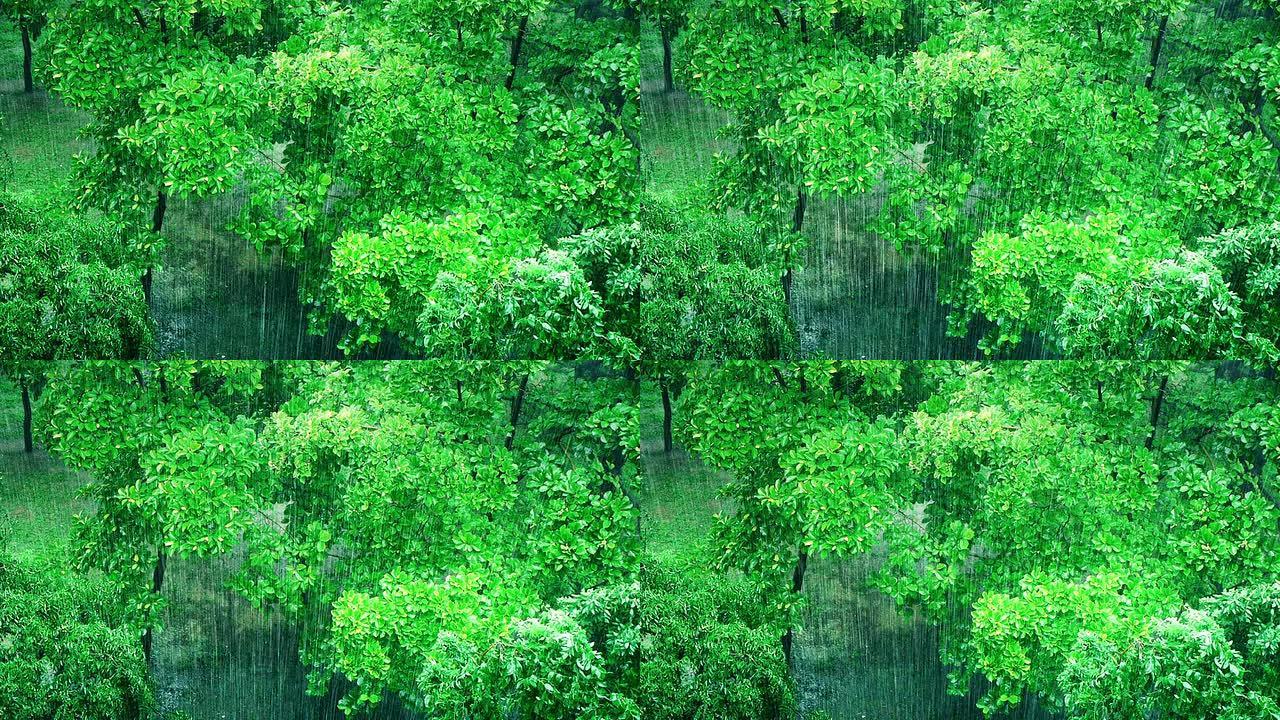 小森林大雨鸟瞰图叶缝大雨普照绿色春天夏日