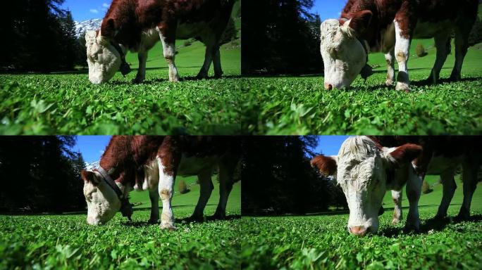 放牧奶牛手持射击