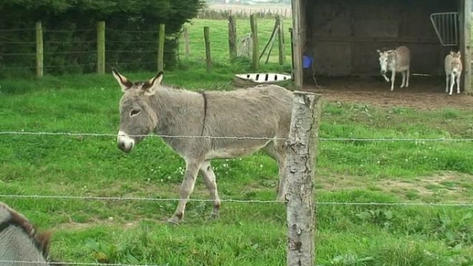 灰色的小毛驴散养毛驴栅栏