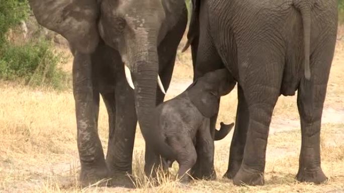 令人难以置信的镜头是，刚出生的小象试图从母亲Botwana哺乳