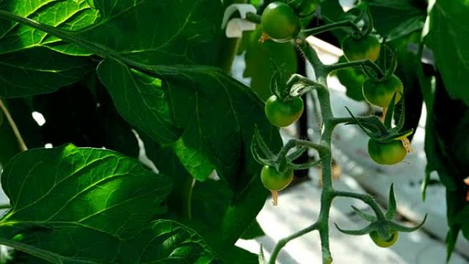 4k温室番茄植物上的绿色西红柿