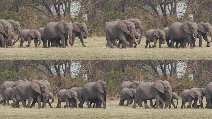 慢动作观察繁殖的大象群，幼小的小牛下到河边喝酒。博茨瓦纳奥卡万戈三角洲