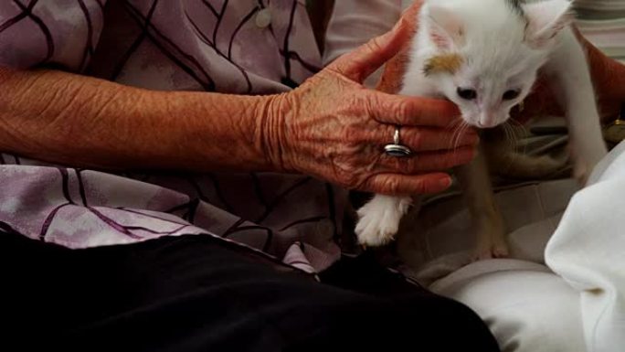 高级妇女在4k退休之家的扶手椅上抚摸小猫