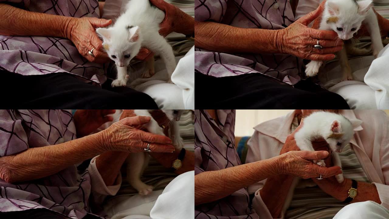 高级妇女在4k退休之家的扶手椅上抚摸小猫